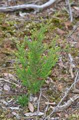 Prostanthera decussata