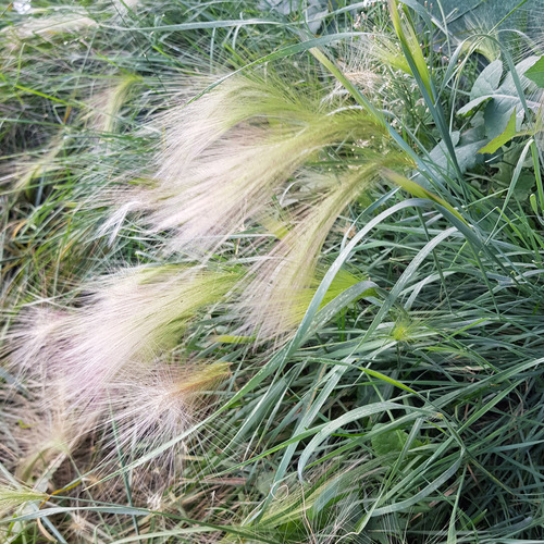 Hordeum jubatum, photograph 6