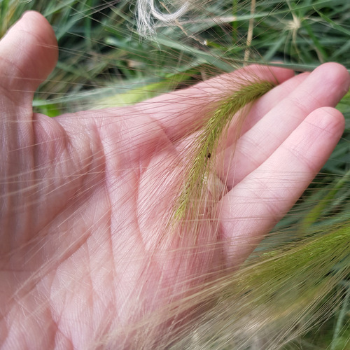 Hordeum jubatum, photograph 5
