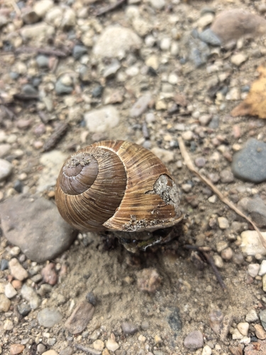 Roman Snail