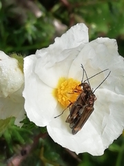 Oedemera barbara