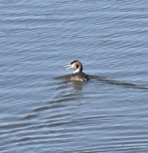 Great Crested Grebe