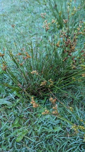 Juncus tenuis, photograph 2