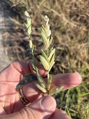 Eragrostis superba, photograph 1