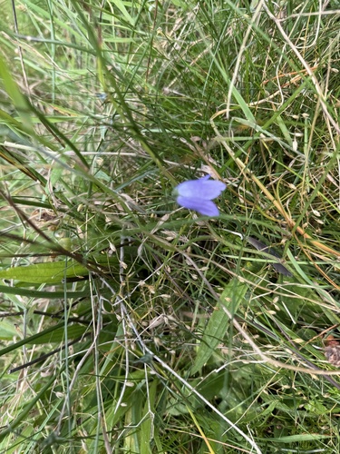 Campanula rotundifolia, photograph 6