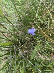 Campanula rotundifolia, photograph (c) Scott Shanks, some rights reserved (CC BY)