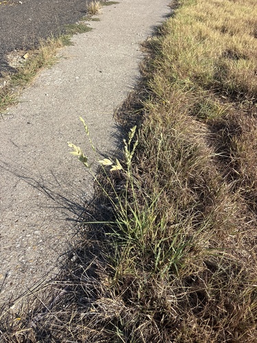 Eragrostis superba, photograph 2
