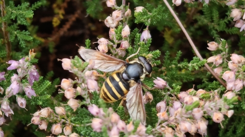 Yellow-barred Peat Hover Fly