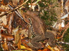 Bufo praetextatus