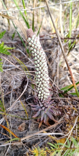 Orostachys japonica, 2026-09-19