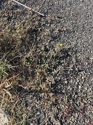 Neptunia pubescens, photograph 3