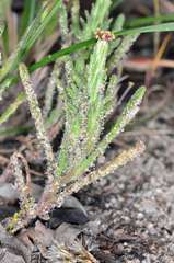 Podotheca angustifolia