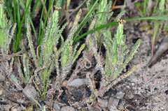 Podotheca angustifolia