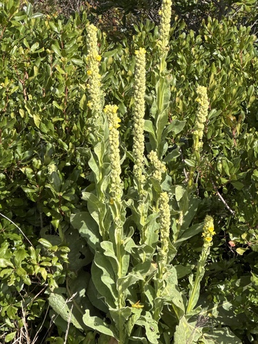 great mullein