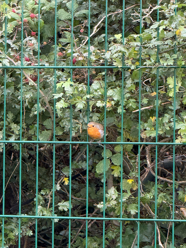 European Robin