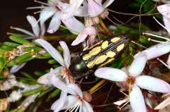 Castiarina parallela