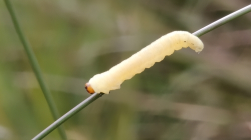 Pine Sawfly