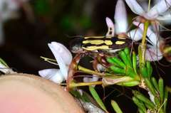 Castiarina parallela