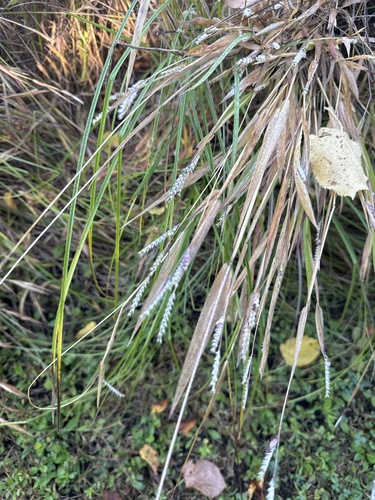 Hairy Cupgrass