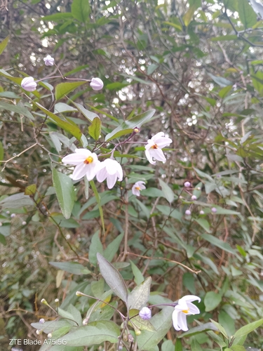 potato vine
