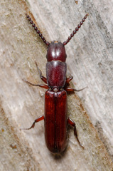 Taphroscelidia linearis