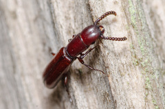 Taphroscelidia linearis