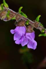 Prostanthera decussata