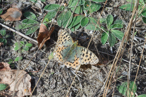 Queen of Spain Fritillary