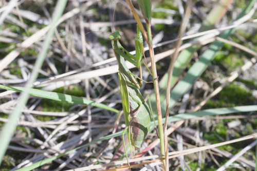 European Mantis