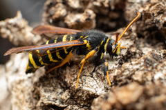 Paranthrene tabaniformis synagriformis