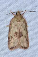 Garrha limbata