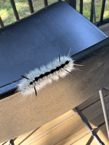 Hickory Tussock Moth