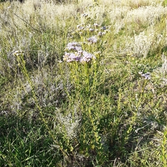 Chromolaena hirsuta