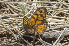 Heteronympha merope