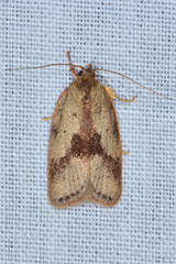 Garrha limbata