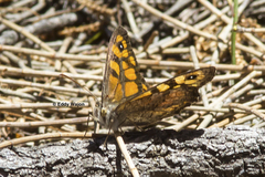 Heteronympha merope
