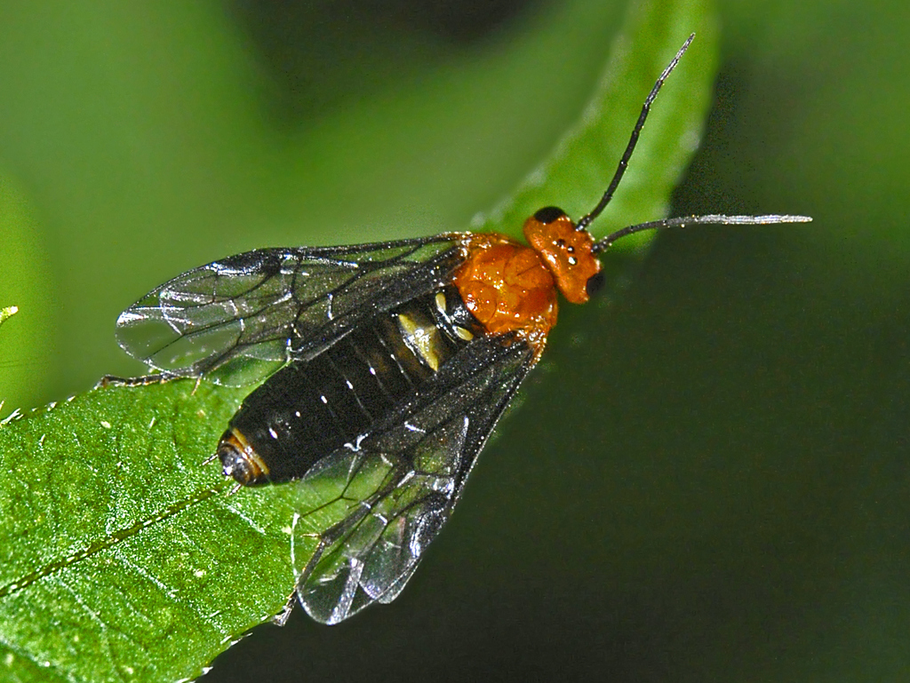 Common Sawflies