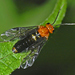 Tenthredinidae - Photo (c) Hectonichus,  זכויות יוצרים חלקיות (CC BY-SA)
