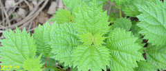 Urtica thunbergiana
