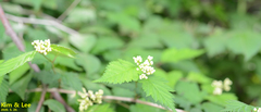 Rubus crataegifolius