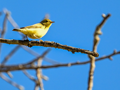 iNaturalist image