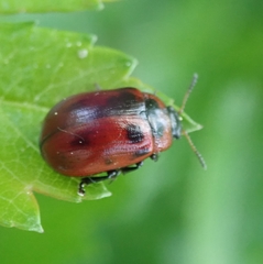 Gonioctena viminalis