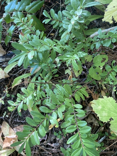 Oregon Boxwood