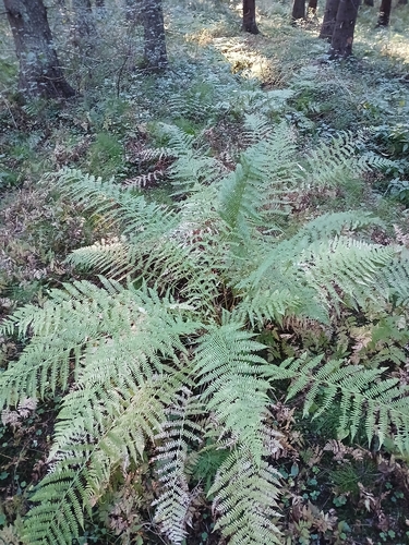 Common Lady Fern