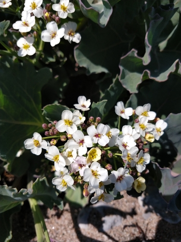 sea kale