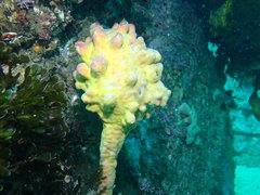 Pyura spinifera
