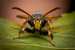 Paranthrene tabaniformis synagriformis