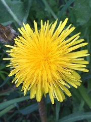Taraxacum officinale