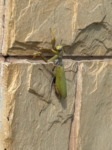 Transcaucasian Giant Mantis