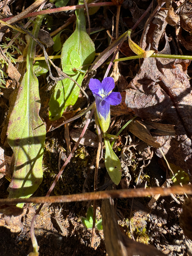 Gentianopsis thermalis observed 2026-09-20